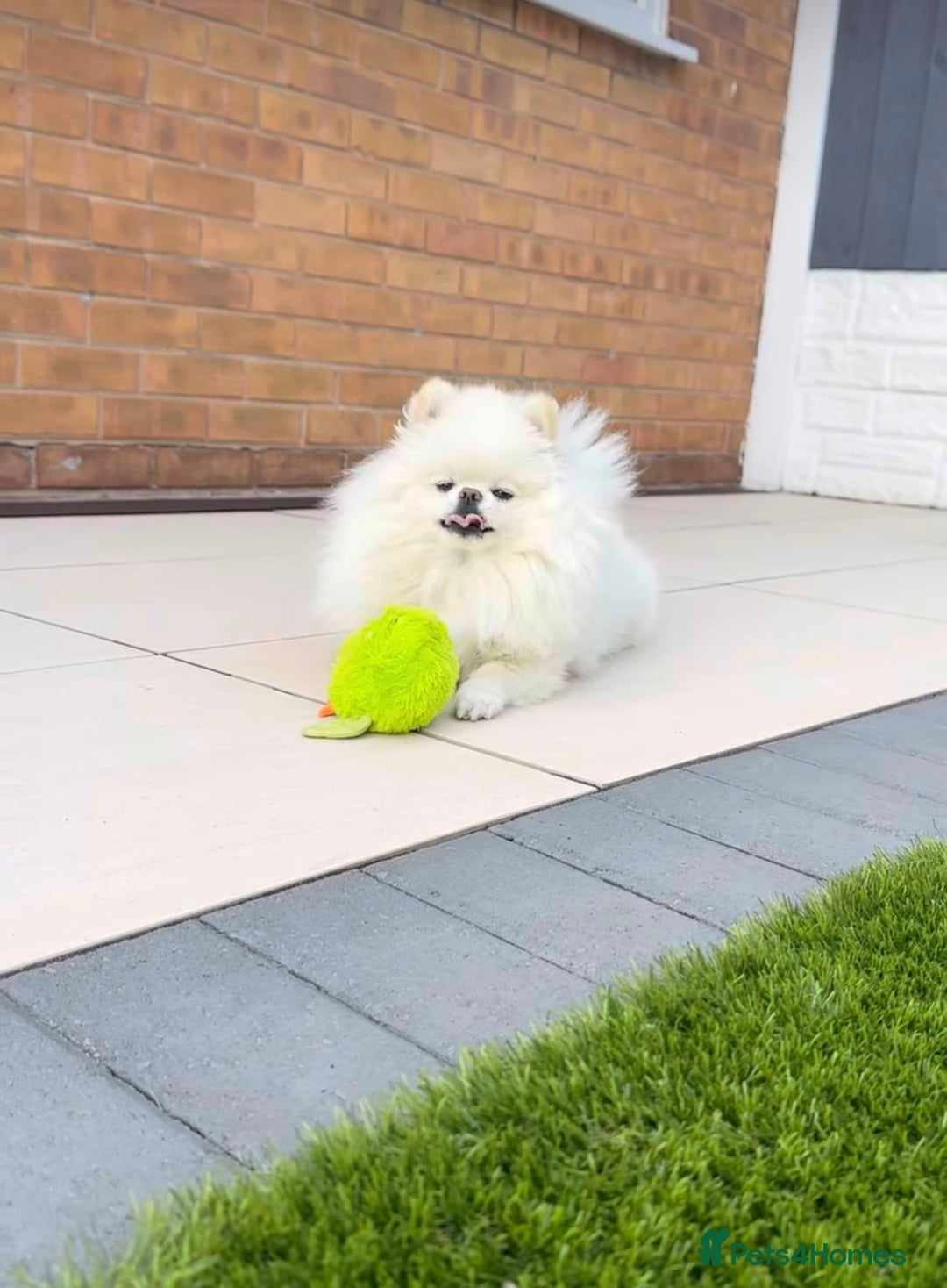 Pomeranian dogs for sale: Kc reg Pomerania  - Image 12