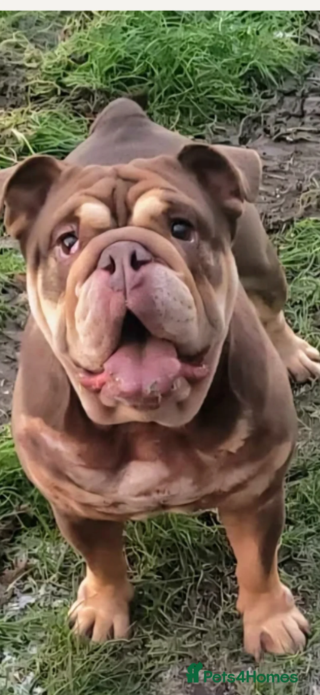 English Bulldog dogs for sale: 4 year old new english bulldog - Advert 2