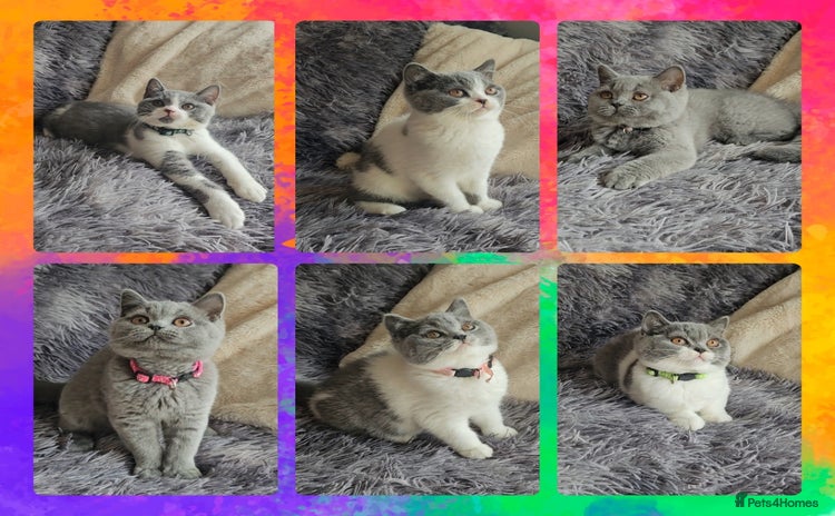 British Shorthair cats - Advert 4