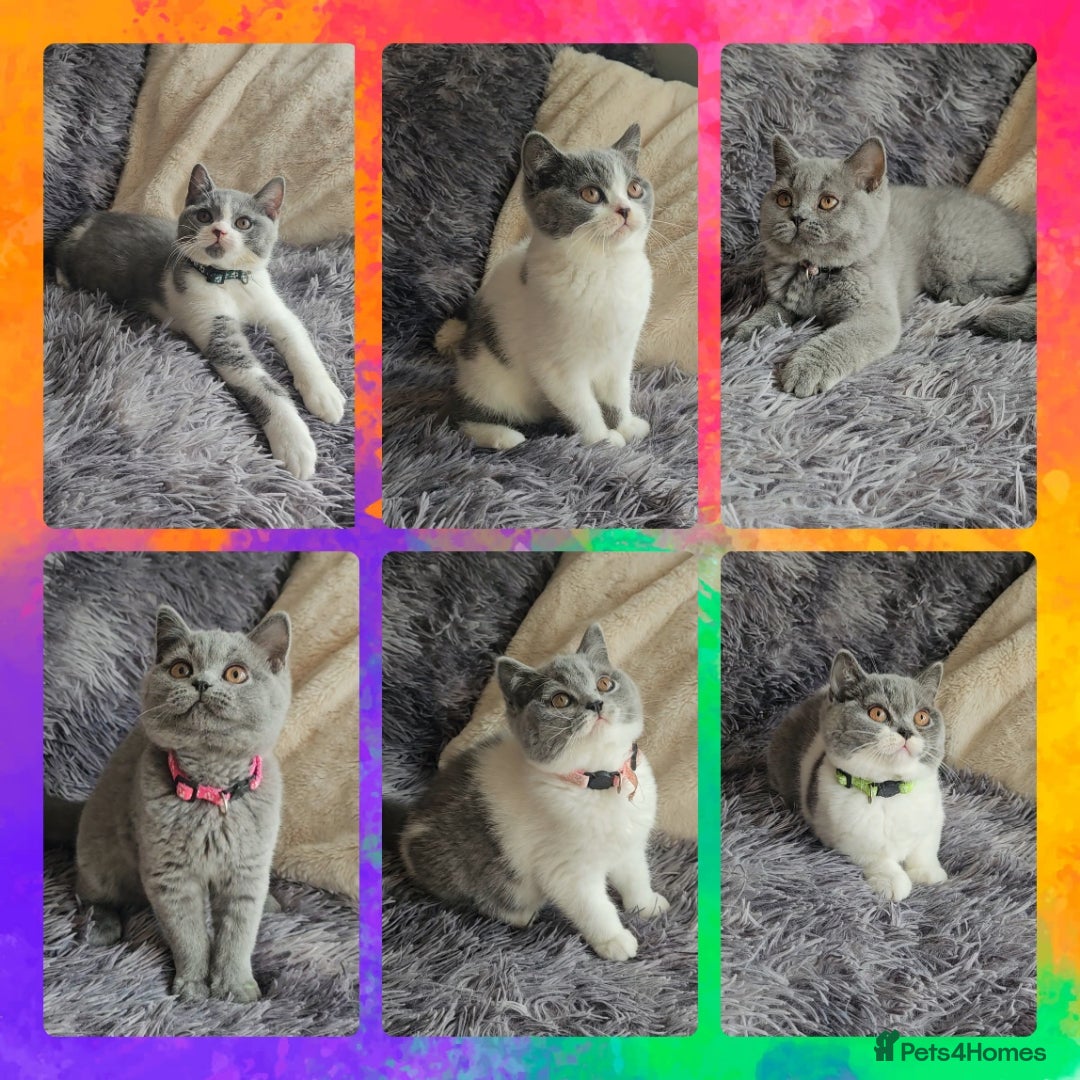 British Shorthair cats for sale: Tica registered british shorthair kittens - Image 1