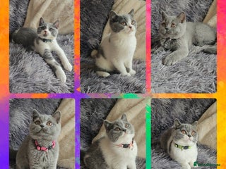 British Shorthair cats - Advert 31