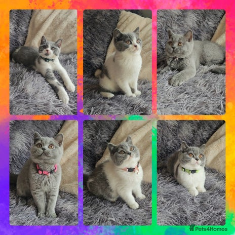 British Shorthair cats - Advert 8