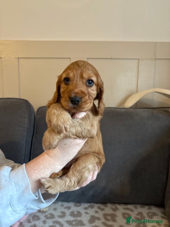 Cocker Spaniel dogs - Advert 3