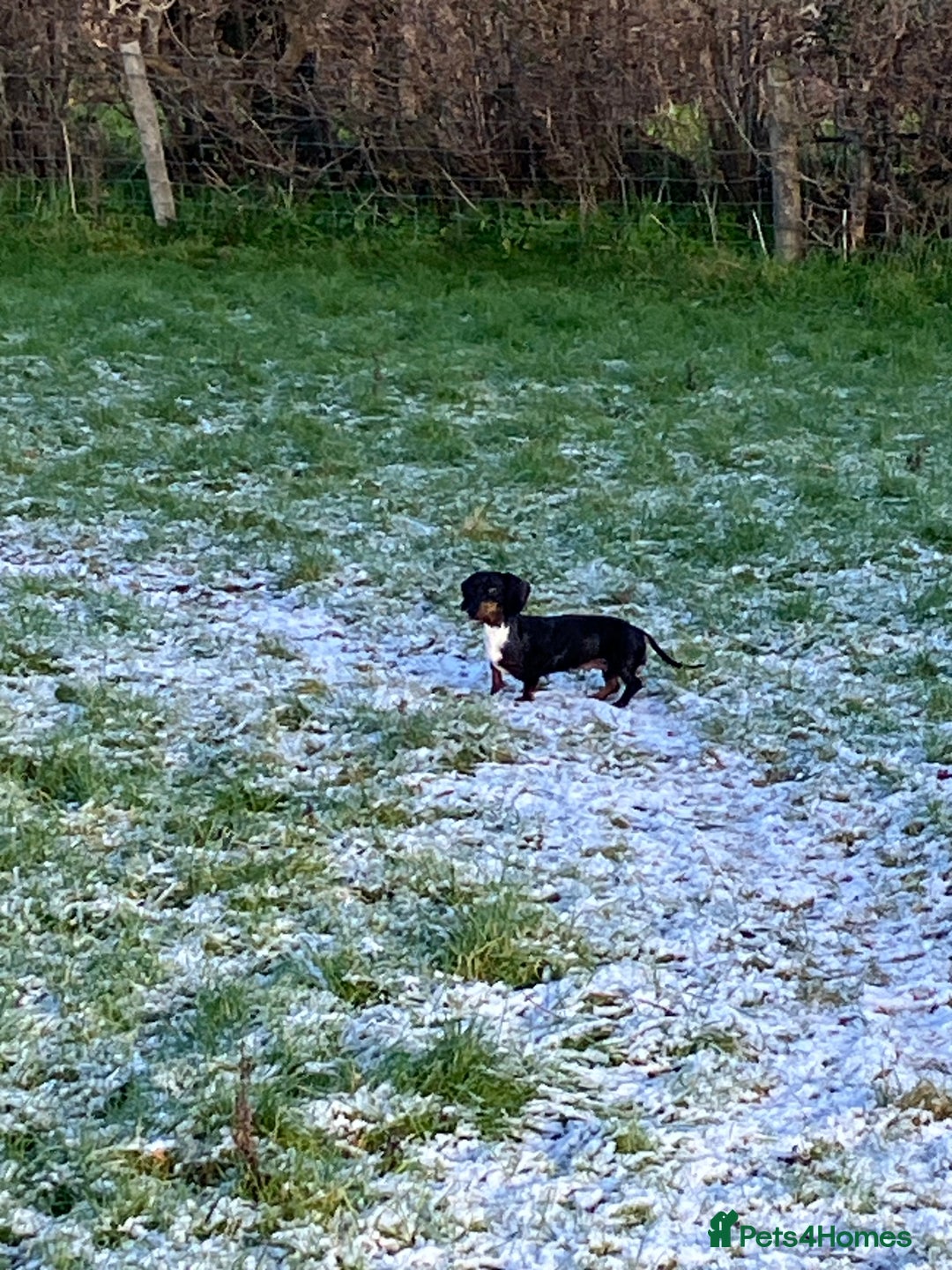 Miniature Dachshund dogs for sale: KC Reg Mini Dachshund  - Advert 2