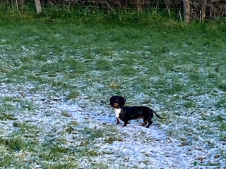 Miniature Dachshund dogs KC Reg Mini Dachshund - Advert 1