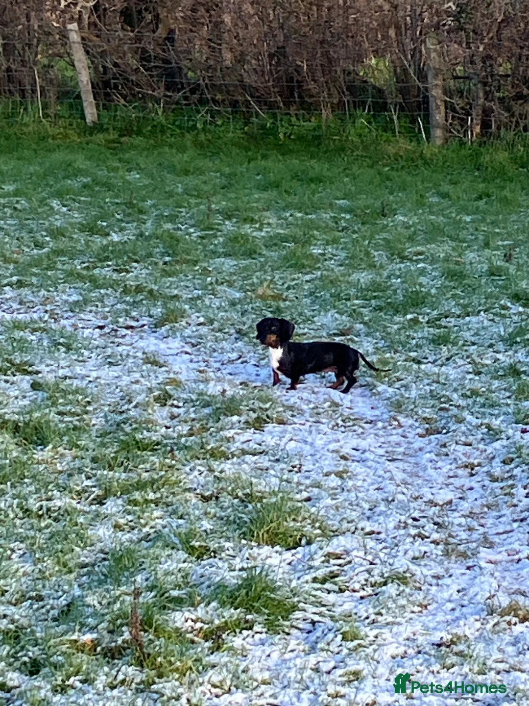 Miniature Dachshund dogs for sale: SOLD KC Reg Mini Dachshund  - Advert 2