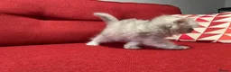 Persian cats for sale: Stunning silver Persian girl  - Advert 9