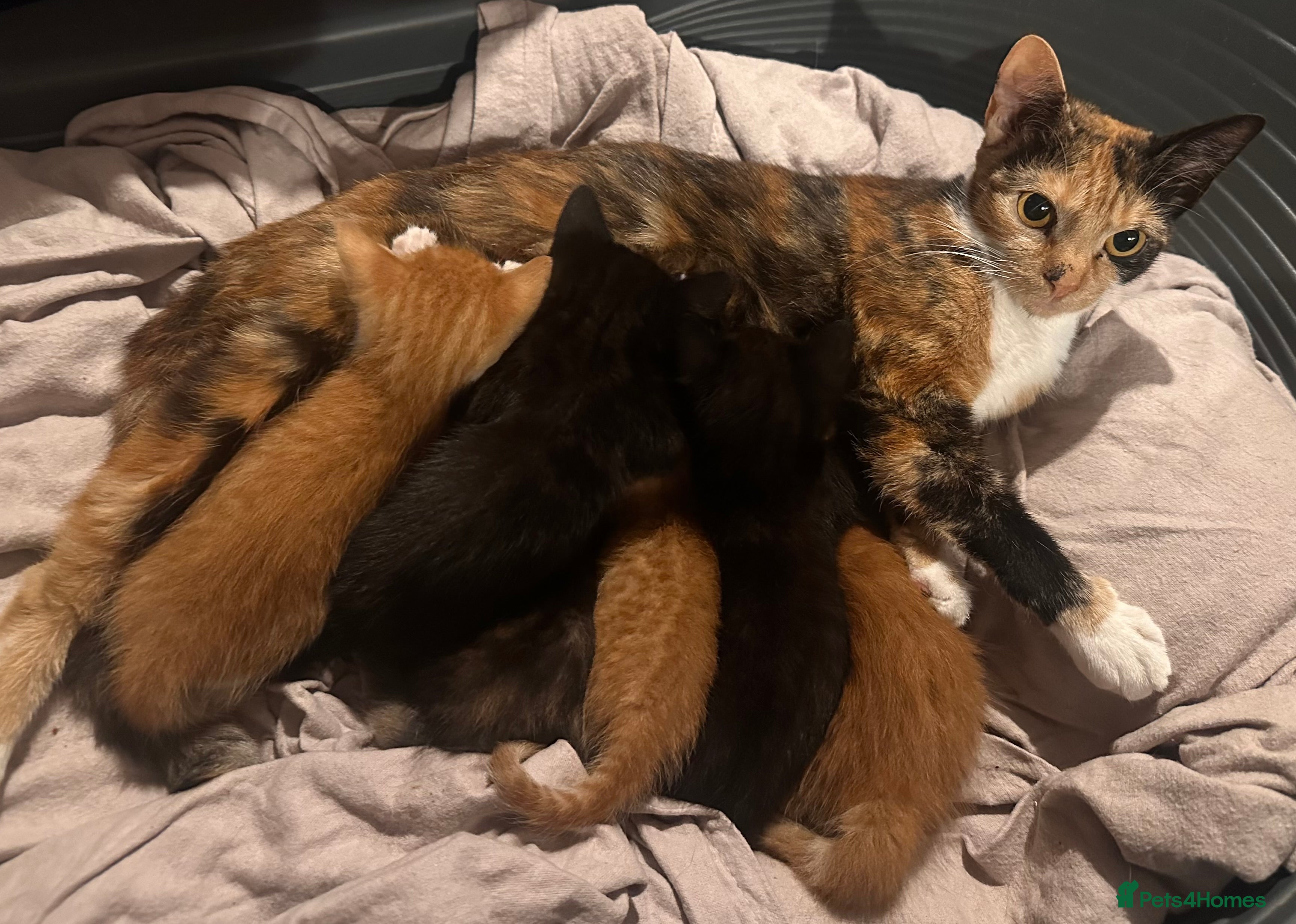 Mixed Breed cats Mixed Breed Litter - Advert 6