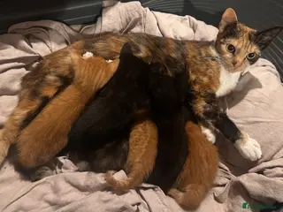 Mixed Breed cats Mixed Breed Litter - Advert 6