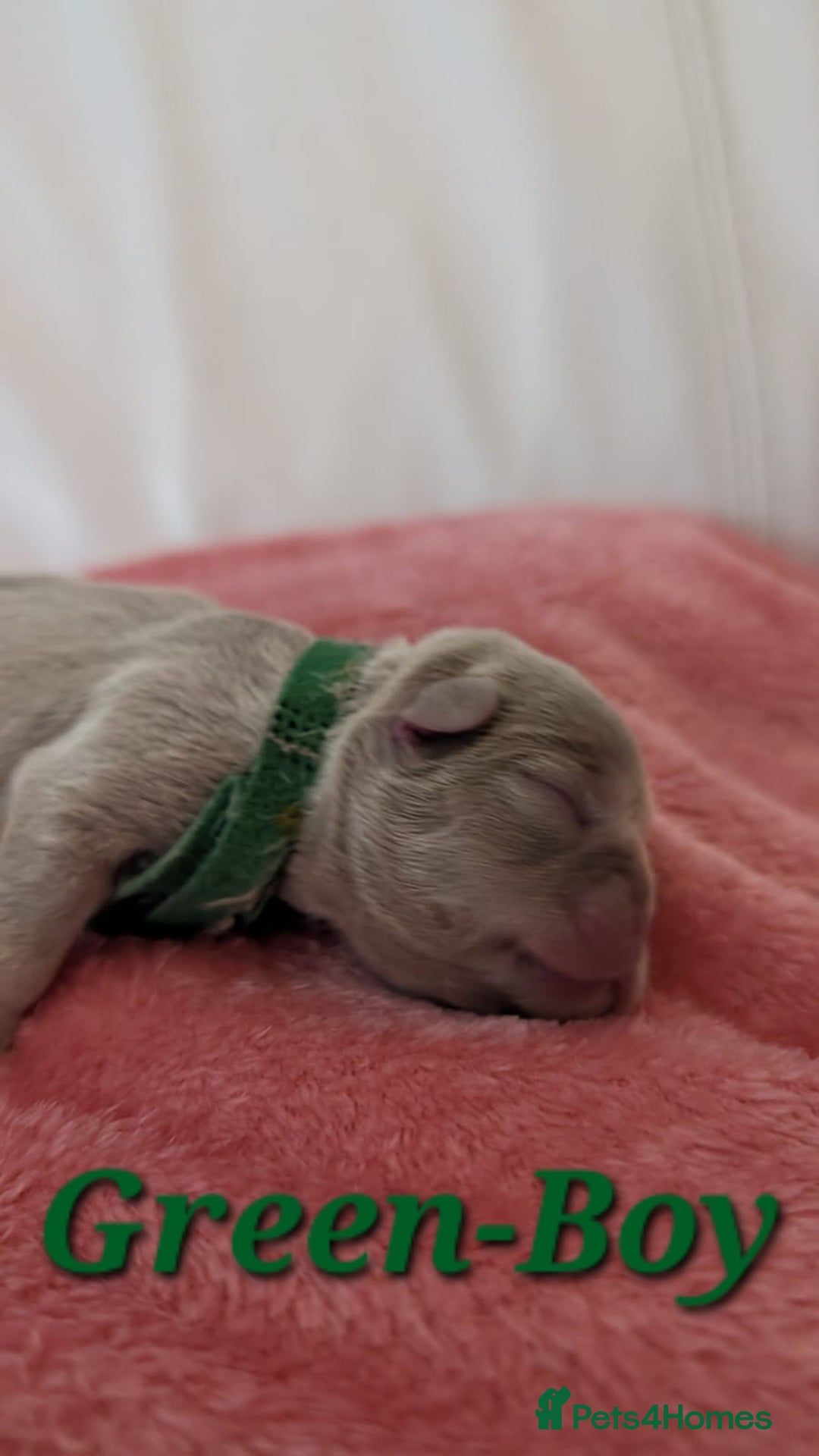 French Bulldog dogs for sale: French Bulldog puppies - Advert 8