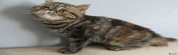 Exotic cats for sale:  Beautiful Exotic female kittens - Advert 3