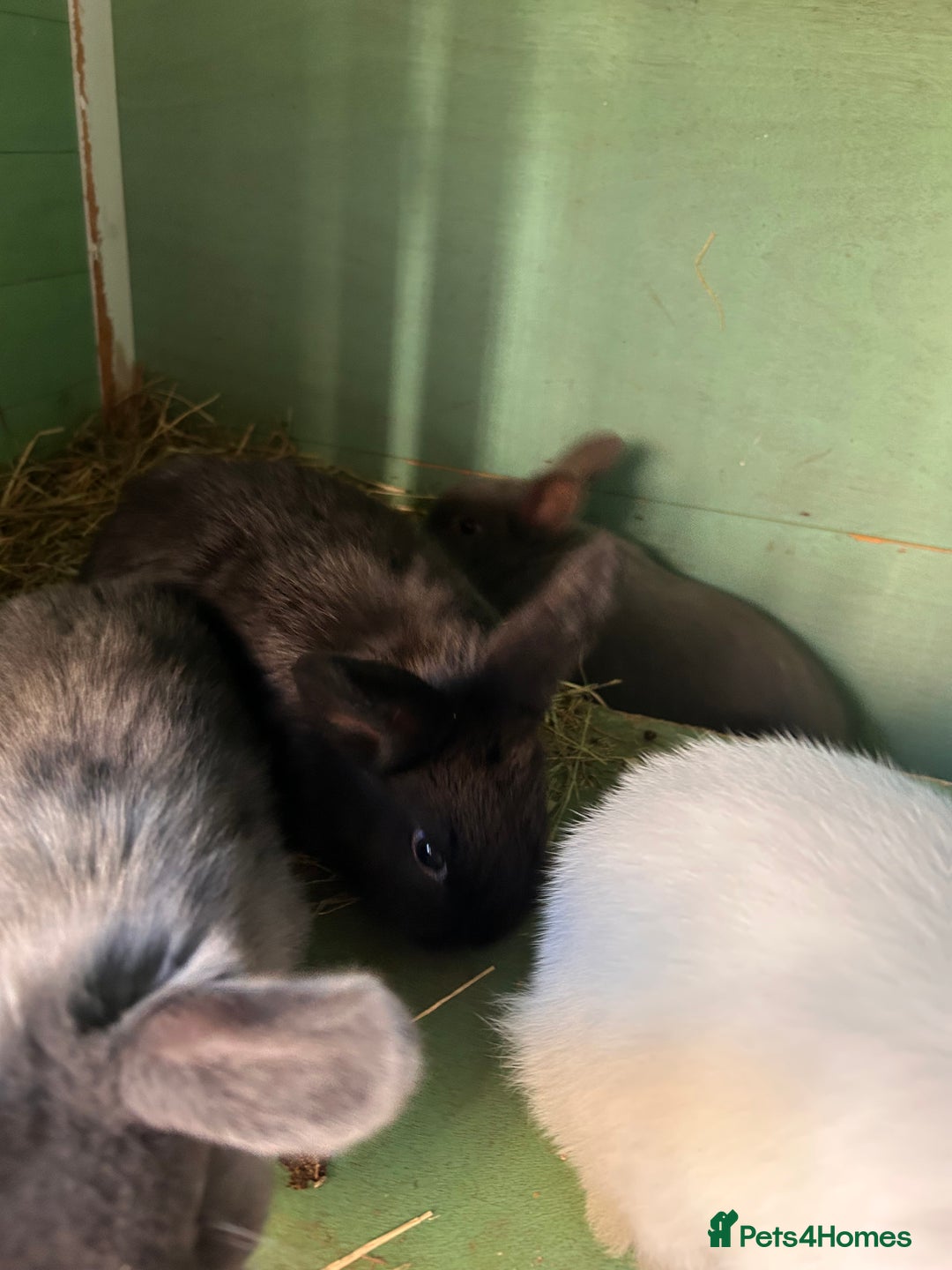 Mixed Breed rabbits for sale: Baby bunnies - Advert 8