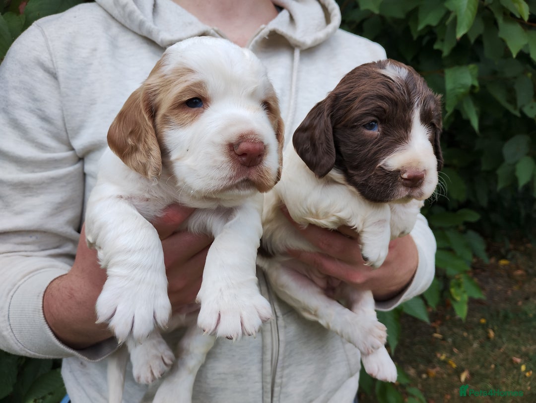 Cocker Spaniel dogs for sale: Cocker Spaniel Puppies - Image 8