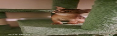 Abyssinian Kitten 3