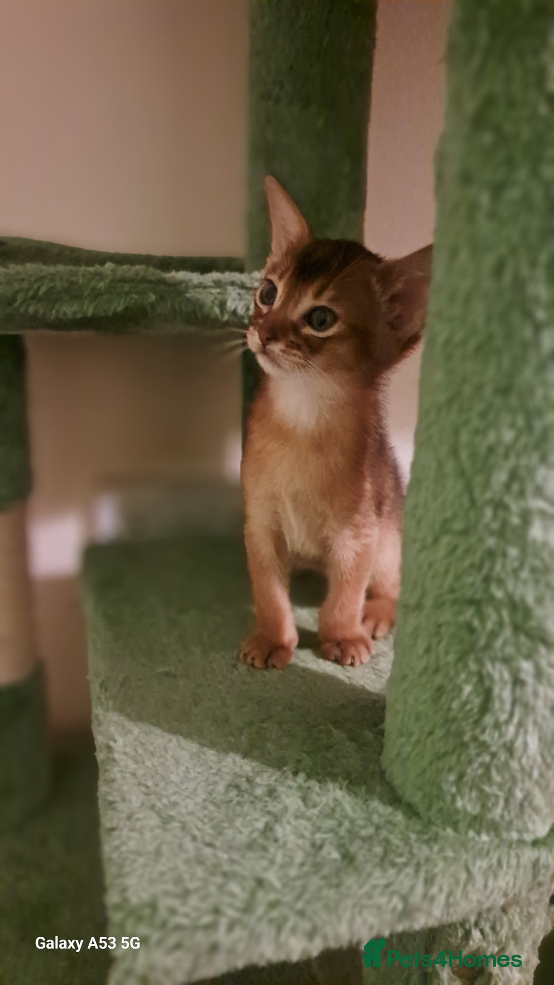 Abyssinian cats for sale: 5⭐️ TICA Pedigree Abyssinian Kittens - Advert 10