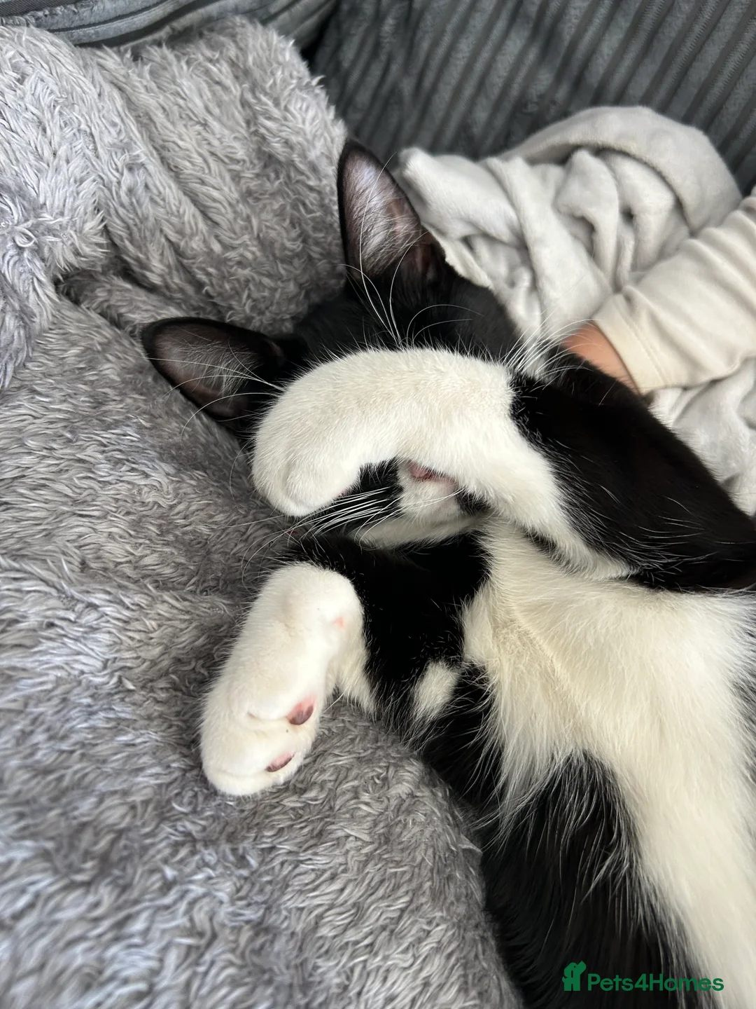 Mixed Breed cats for sale: 2 beautiful cats in Rugeley - Advert 7