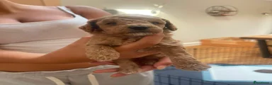 Poochon 6
