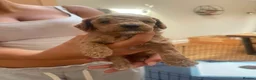 Poochon dogs for sale: F1B poochons 5xgirls 2xboys  - Advert 3