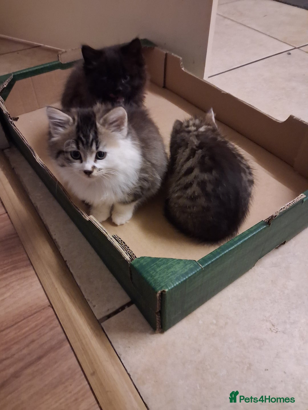 Mixed Breed cats for sale: Little kittens  - Advert 7