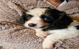 Cavalier King Charles Spaniel dogs for sale: KC Cavalier King Charles ÐNA tested parents  - Image 18