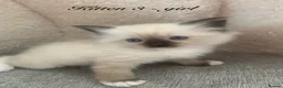 Ragdoll cats for sale: 🐾 Six Adorable Purebred Ragdoll Kittens 🐾 - Advert 31