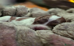 Cockapoo dogs for sale: ✨ Beautiful F2 Multi-Gen Cockapoo Puppies 4 Left - Image 6