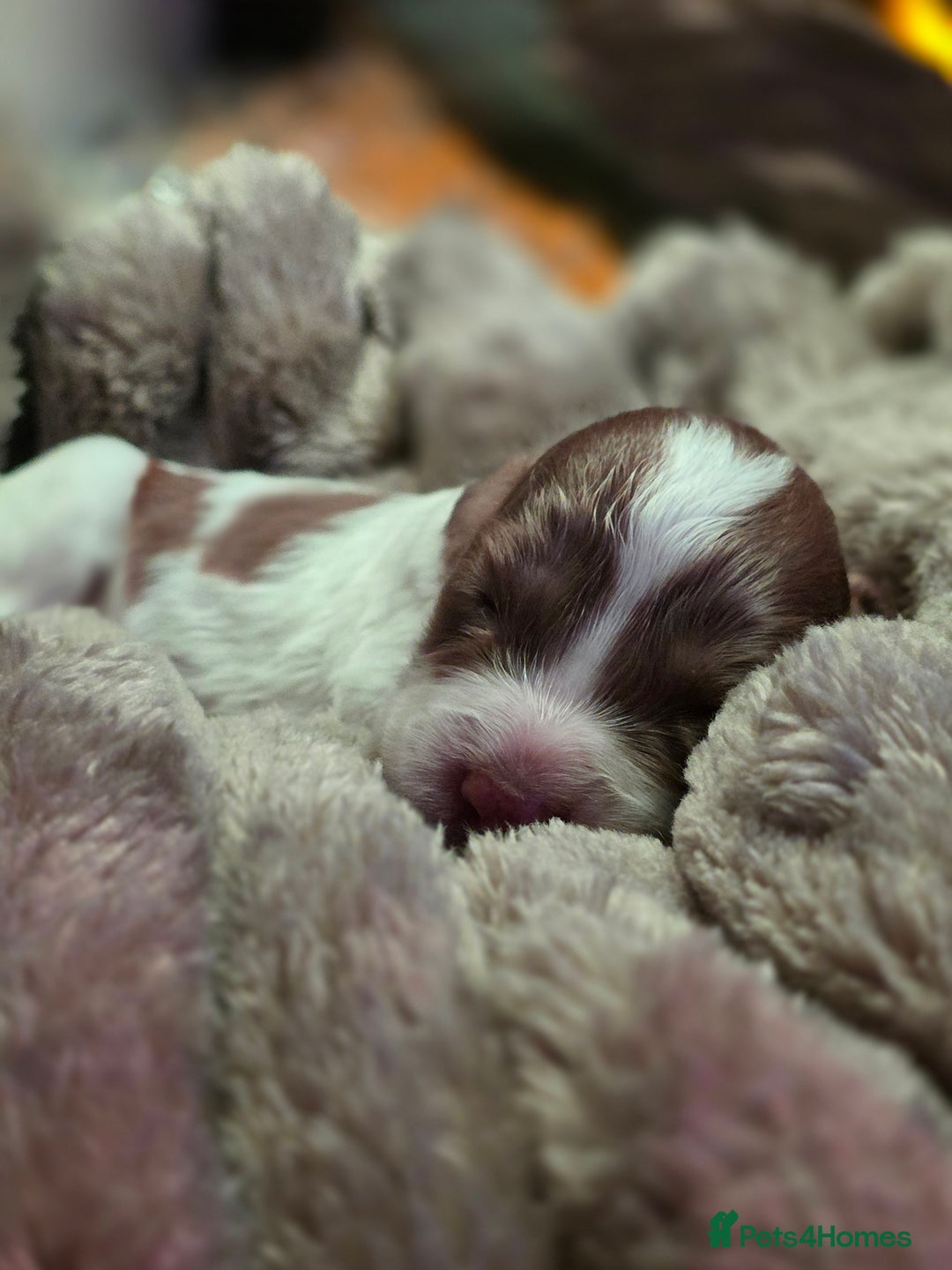 Cockapoo dogs for sale: ✨ Beautiful F2 Multi-Gen Cockapoo Puppies 4 Left - Image 6