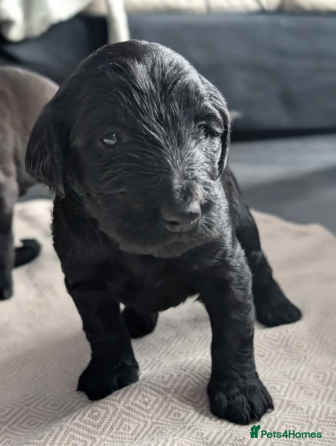 Labradoodle dogs for sale: 🐾 Labradoodle Puppies 🐾 - Advert 34