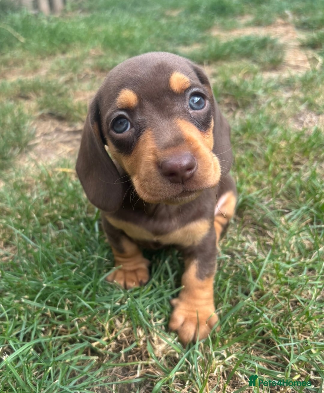 Miniature Dachshund dogs for sale: Ready soon! KC Miniature Dachshund Puppies  - Image 6