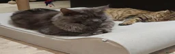 Maine Coon cats for sale: Maine coon x bengal x russian blue mixed litter - Advert 5