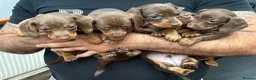 Miniature Dachshund dogs for sale: 6 gorgeous miniature Dachshunds 🥰 - Advert 5