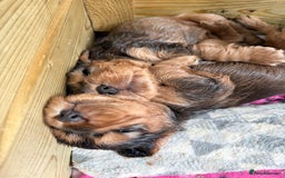 Cocker Spaniel dogs for sale: Sable Cocker Spaniels  - Image 6