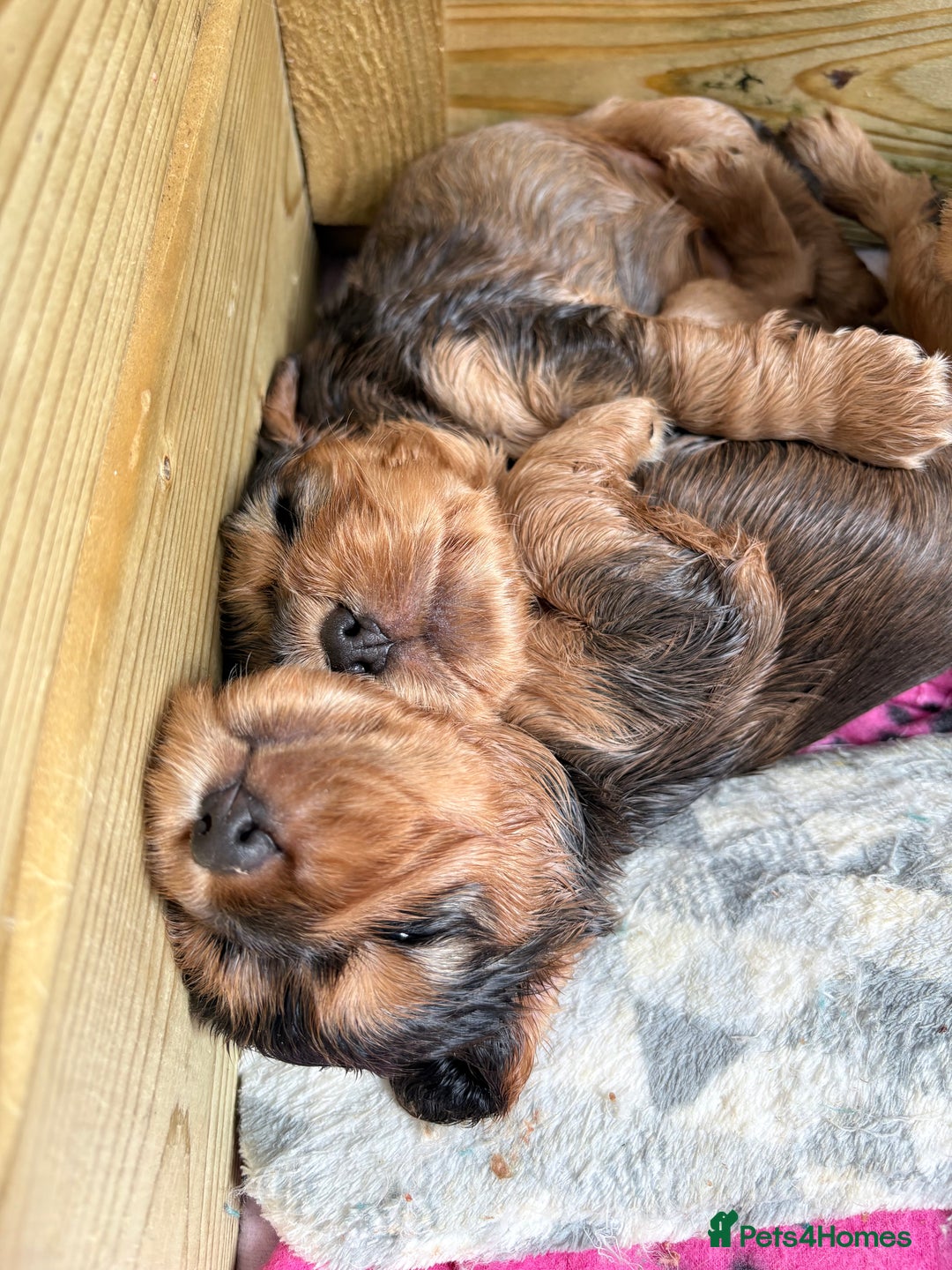 Cocker Spaniel dogs for sale: Sable Cocker Spaniels  - Image 6