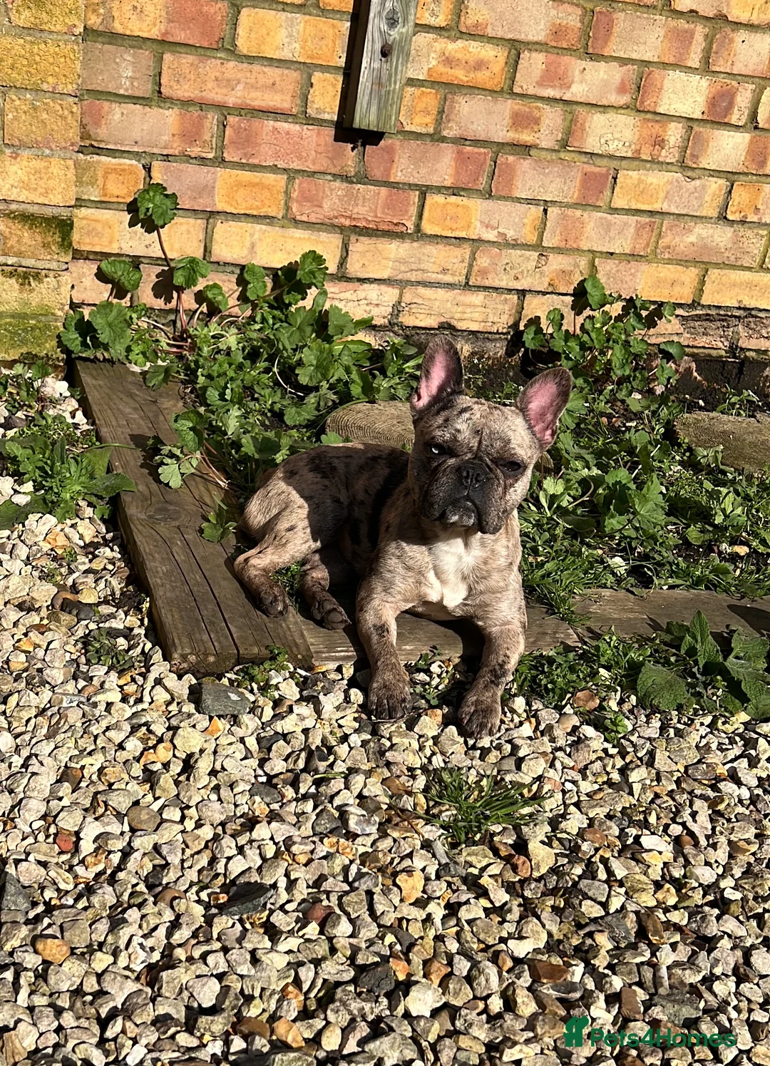 French Bulldog dogs for sale: 11 month old female french bulldog  - Advert 1