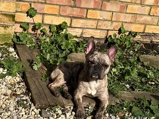 French Bulldog dogs 11 month old female french bulldog - Advert 1