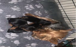 Yorkshire Terrier dogs for sale: Miniature Yorkshire terrier - Image 8