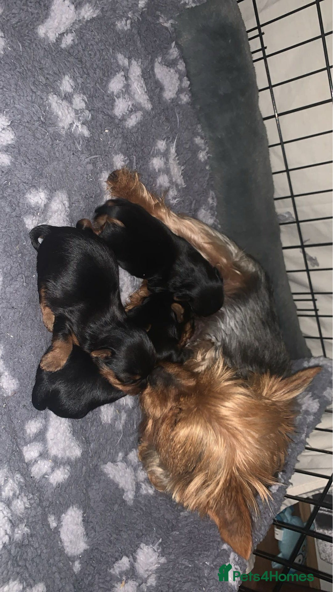 Yorkshire Terrier dogs for sale: Miniature Yorkshire terrier - Image 8