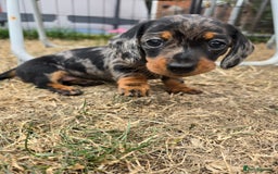 Miniature Dachshund dogs for sale: KC Miniature Dachshund Pups  - Image 28