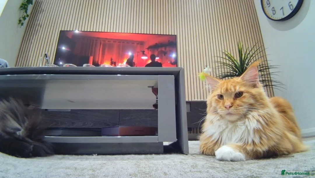 Maine Coon cats for sale: Beautiful Male Maine Coon – Luca - Advert 1
