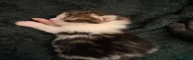 Mixed Breed 5