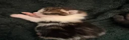 Mixed Breed cats for sale: mixed kittens for sale - Advert 5