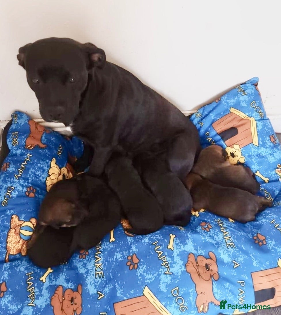 Mixed Breed dogs  Looking for loving families for 5 wonderful boys  - Advert 2