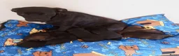 Mixed Breed dogs for sale:  Looking for loving families for 5 wonderful boys  in Walsall - Advert 1