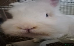 Lionhead rabbits for sale: Lionhead bunny  - Image 6