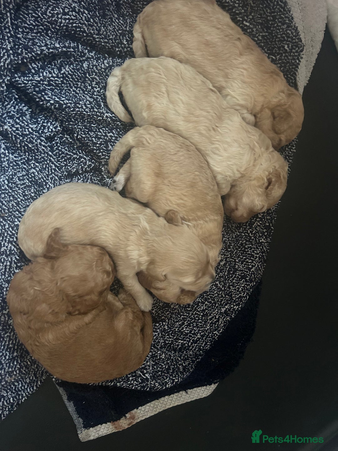 Cockapoo dogs for sale: cockapoo babies  - Image 9