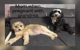 Mixed Breed dogs for sale:  Fab❤️Ttoodle Tibetan terrier x Miniature Poodle - Image 4