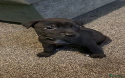 Mixed Breed dogs for sale: 1 CHUNKY BOY LEFT!!!  10 beautiful pups!!  - Image 3