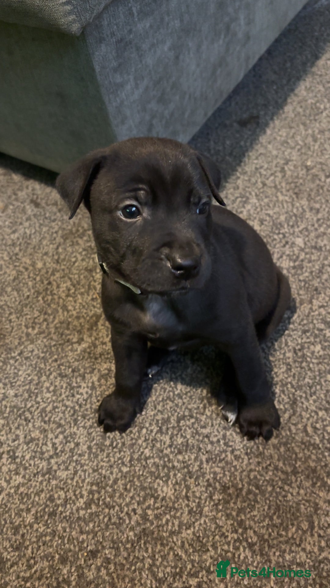 Mixed Breed dogs for sale: 1 CHUNKY BOY LEFT!!!  10 beautiful pups!!  - Image 3