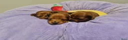 Miniature Dachshund dogs for sale: Pra clear-Beautiful miniature LG Dachshund pupps - Advert 11