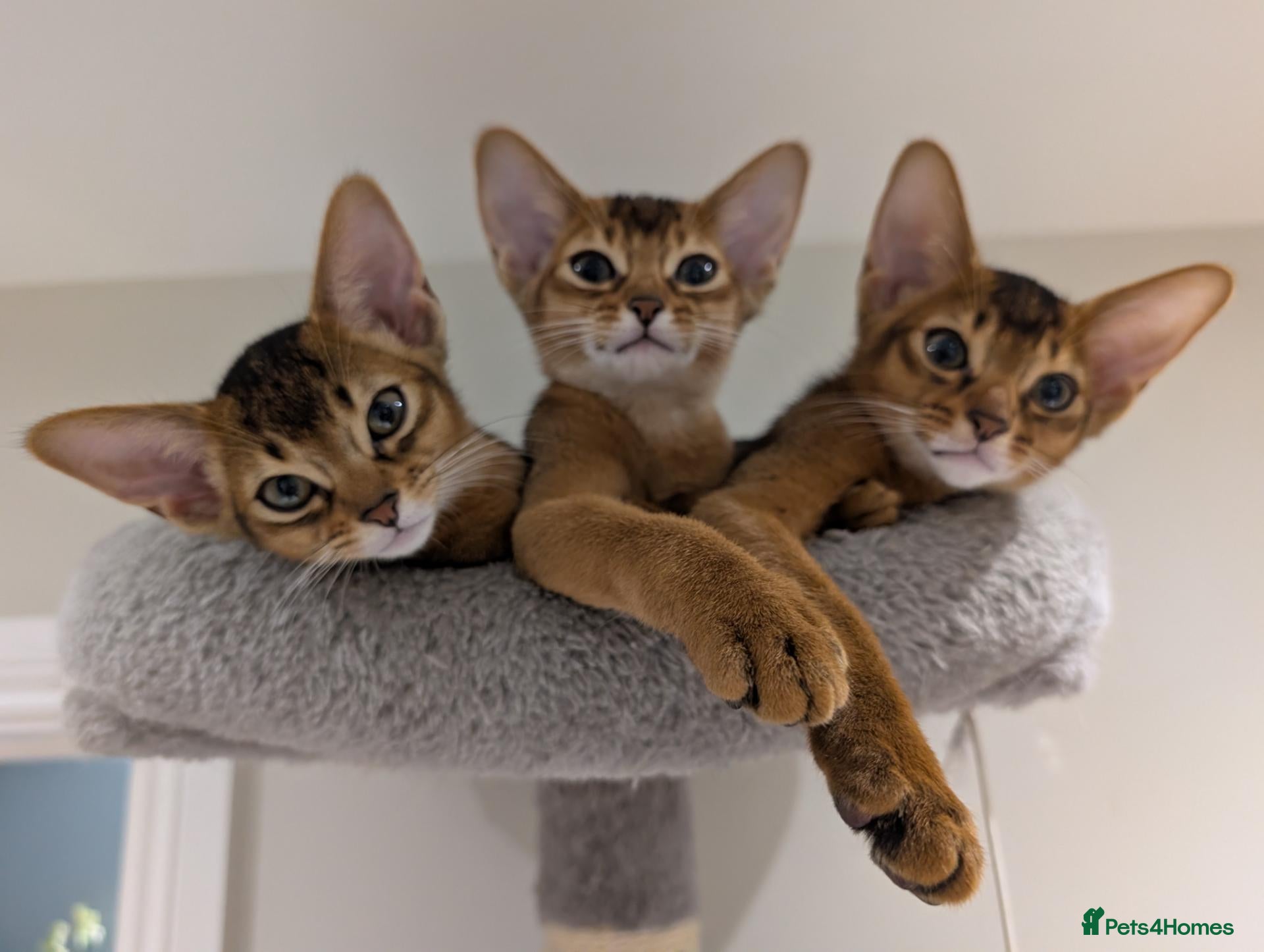 Abyssinian cats for sale: 🩷🩷 Sweet girl 🩷🩷  - Advert 9